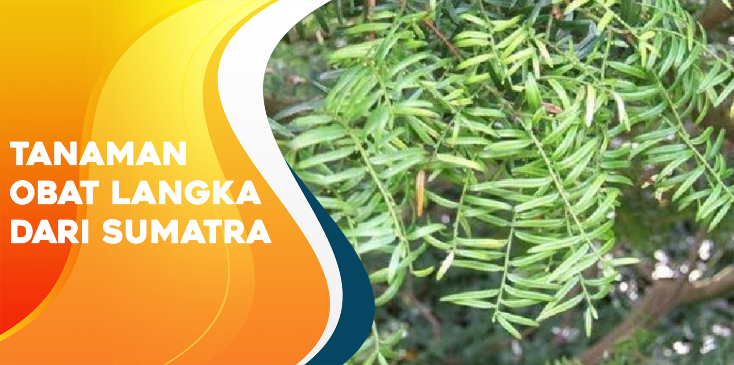 Tanaman Obat Langka Dari Sumatra Tanaman Obat Langka Dari Sumatra